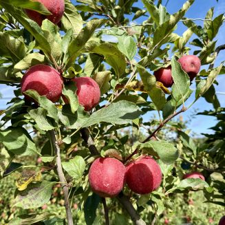 Pomme issue de l'agriculture BioPomme issue de l'agriculture BioPomme issue de l'agriculture BioPomme issue de l'agriculture BioPomme issue de l'agriculture BioPomme issue de l'agriculture BioPomme issue de l'agriculture BioPomme issue de l'agriculture Bio